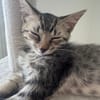 MISTY, Chaton femelle européen