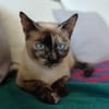 SIAM, chatte junior, croisée siamoise