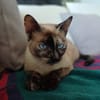 SIAM, chatte junior, croisée siamoise