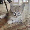 ✨️ PHUKET ✨️ 🐱