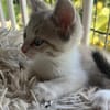 ✨️ LAM ✨️ 🐱