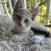 ✨️ LAM ✨️ 🐱