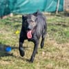Wolf möchte sein Herz verschenken