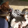 Willow - Patenschaft gesucht