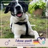 Bingo sucht warmes Körbchen und Liebe
