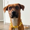 Brownie erobert jeden im Sturm