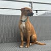 Brownie erobert jeden im Sturm