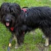 Fellknäul OSKAR sucht Platz zum Kuscheln