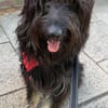 Fellknäul OSKAR sucht Platz zum Kuscheln