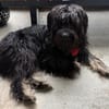 Fellknäul OSKAR sucht Platz zum Kuscheln