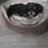 Paula , kleine Prinzessin