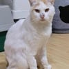Großer Bär Guliver - sehr dringend!