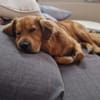 Hektor, sensibler Hundemann, 49 cm,19 kg