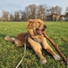 Hektor, sensibler Hundemann, 49 cm,19 kg