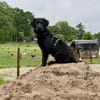 Zoe sucht ein liebevolles Zuhause
