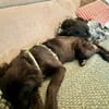Zoe sucht ein liebevolles Zuhause