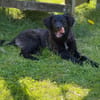 Zoe sucht ein liebevolles Zuhause