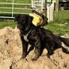 Zoe sucht ein liebevolles Zuhause