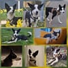 Agiler Jungspund sucht Bindungspartner