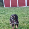 Jette sucht zuverlässige Begleiter