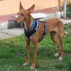 Estrella