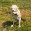 Josi ein traumhaftes Hundekind