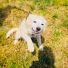 Josi ein traumhaftes Hundekind