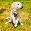 Josi ein traumhaftes Hundekind