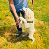 Josi ein traumhaftes Hundekind