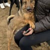 Prometeusz -Sensibler Hund