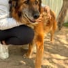 Gerad-Sanfter Hundesenior sucht Partner