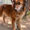 Gerad-Sanfter Hundesenior sucht Partner