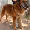 Gerad-Sanfter Hundesenior sucht Partner