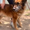 Gerad-Sanfter Hundesenior sucht Partner