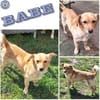 BABE -kleine, ruhige, junge Hündin-