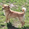 BABE -kleine, ruhige, junge Hündin-
