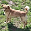 BABE -kleine, ruhige, junge Hündin-