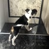 Jack Russel Mix Sparky