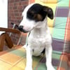 Jack Russel Mix Sparky