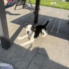 Jack Russel Mix Sparky