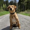 DEBBIE - geb. ca. 11/2023 - Mischling