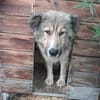 Zuhause gesucht für Kiro