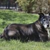 Blacky - freundlich und menschenbezogen