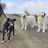 Blacky - freundlich und menschenbezogen