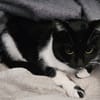 Tempète (en cours d'adoption)