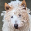 Lassie