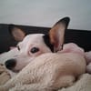 Betsy la douce