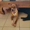 ALOKA le beau gosse créole