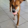 ALOKA le beau gosse créole
