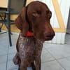KIARA LA BELLE SETTER CHOCOLAT